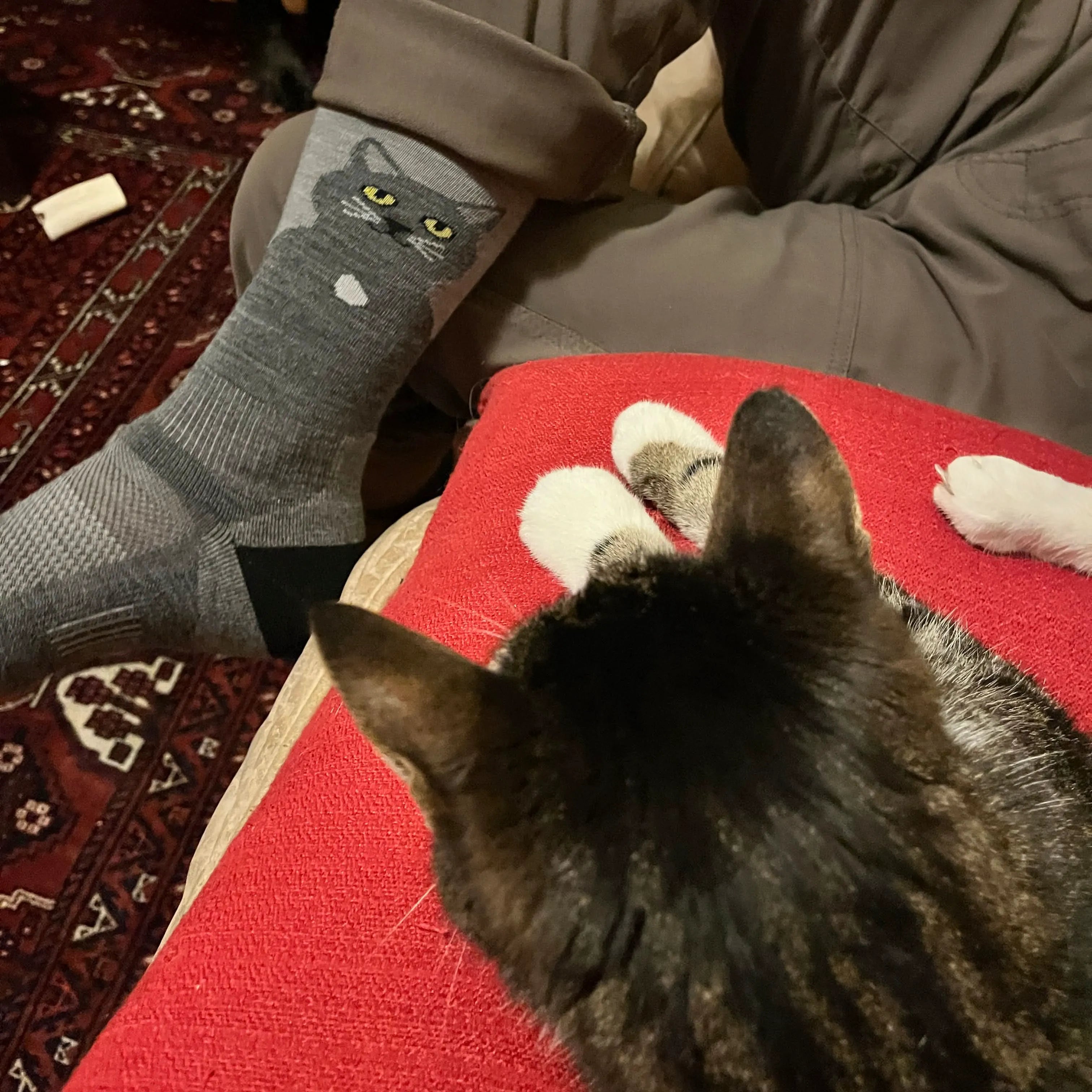 Nimbus Cat Merino Wool Boot Socks with Micro Cushioning